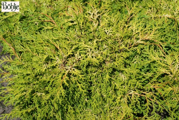 Chamaecyparis obtusa 'Bronze Pygmy'