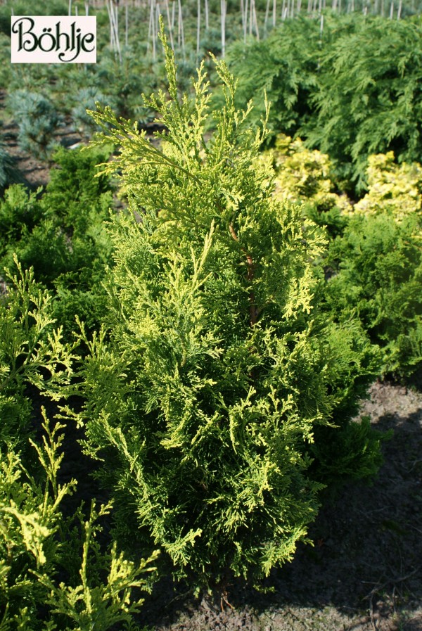 Chamaecyparis obtusa 'Goldspire'