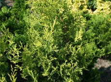 Chamaecyparis obtusa 'Goldspire'