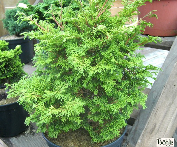 Chamaecyparis obtusa 'Pygmaea' 