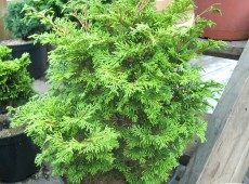 Chamaecyparis obtusa 'Pygmaea' 