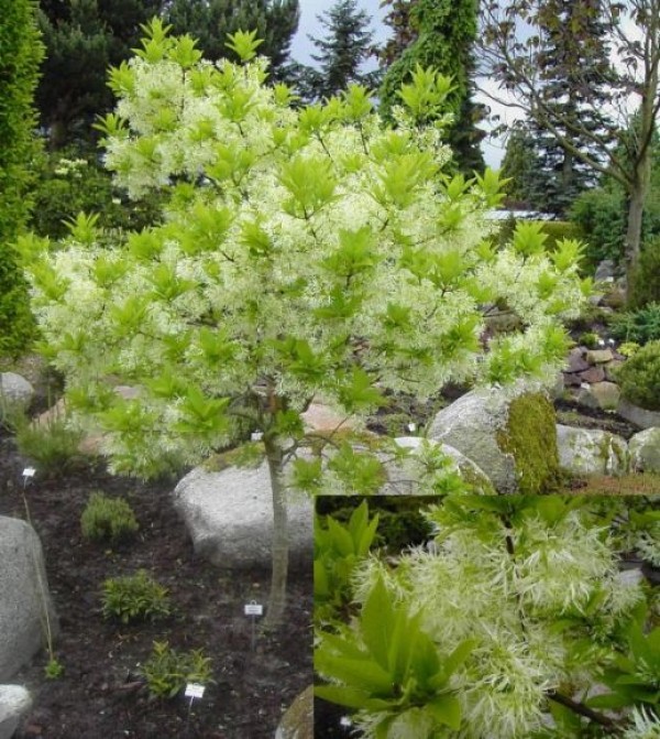 Chionanthus virginicus -Schneeflockenstrauch-