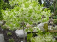 Chionanthus virginicus -Schneeflockenstrauch-