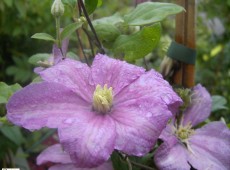 Clematis Hybride 'Comtesse de Bouchaud'