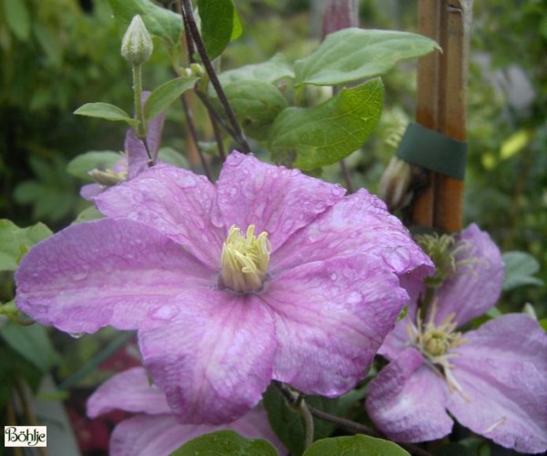 Clematis Hybride 'Comtesse de Bouchaud'