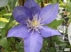 Clematis Hybride 'Crystal Fountain'