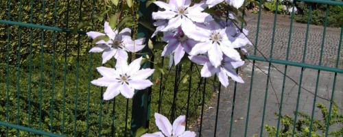 Clematis Hybriden (Waldrebe)