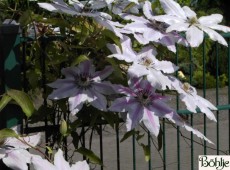 Clematis Hybride 'Dr. Ruppel' 