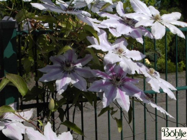 Clematis Hybride 'Dr. Ruppel' 