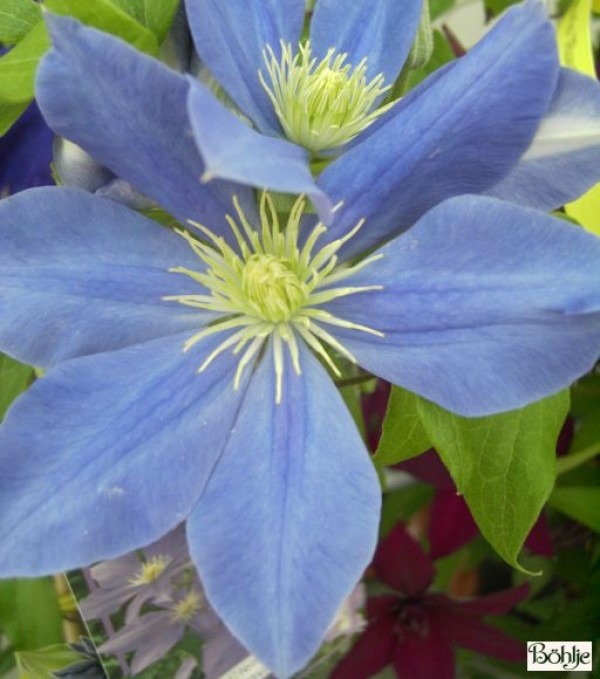 Clematis Hybride 'Fujimusume'