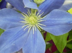 Clematis Hybride 'Fujimusume'