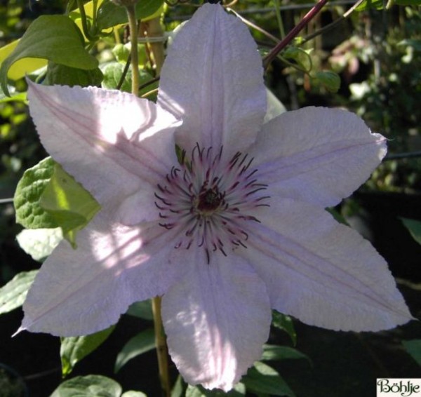 Clematis Hybride 'Hagley Hybride'