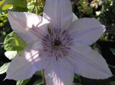 Clematis Hybride 'Hagley Hybride'