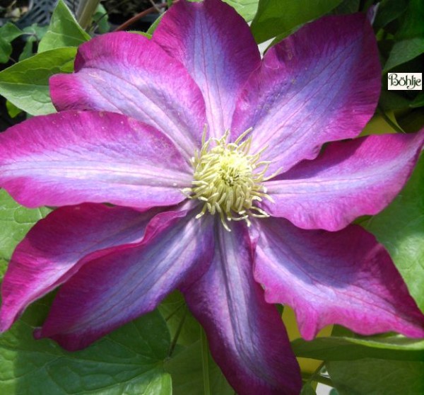 Clematis Hybride 'Kakio' 