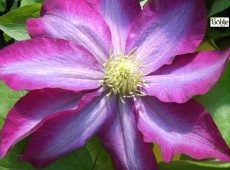 Clematis Hybride 'Kakio' 