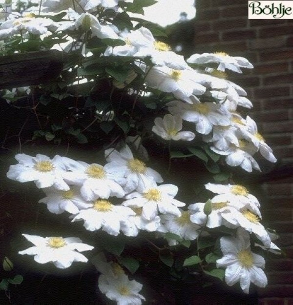 Clematis Hybride 'Madame Le Coultre'