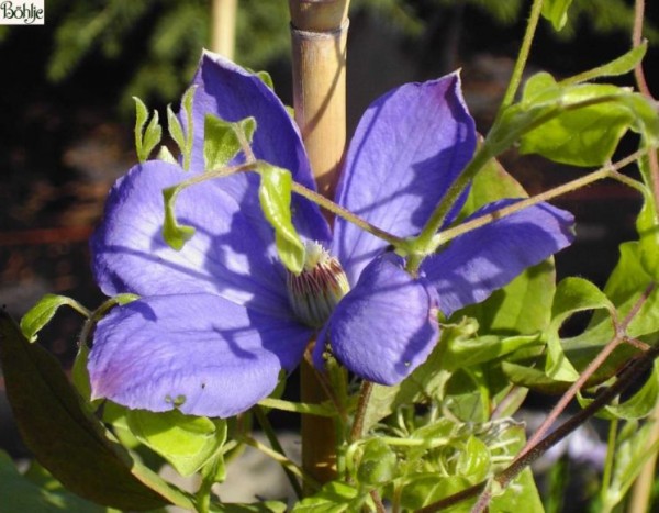 Clematis Hybride 'Mrs. Cholmondeley'