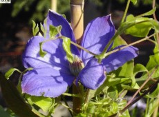 Clematis Hybride 'Mrs. Cholmondeley'