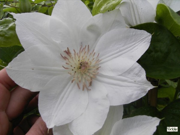 Clematis Hybride 'Mrs. George Jackmann'