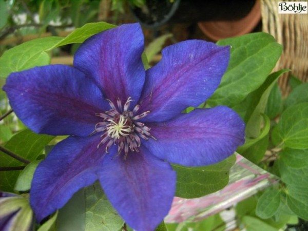 Clematis Hybride 'Mrs. N. Thompson'