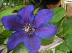 Clematis Hybride 'Mrs. N. Thompson'