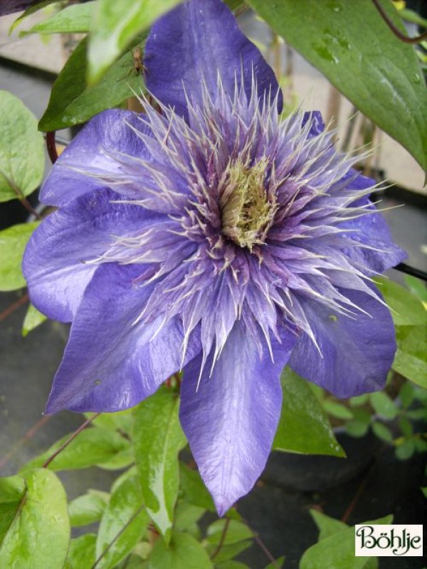 Clematis Hybride 'Multi Blue'