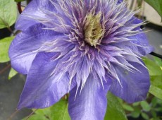 Clematis Hybride 'Multi Blue'