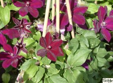 Clematis Hybride 'Niobe' 