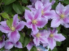 Clematis Hybride 'Piilu' 