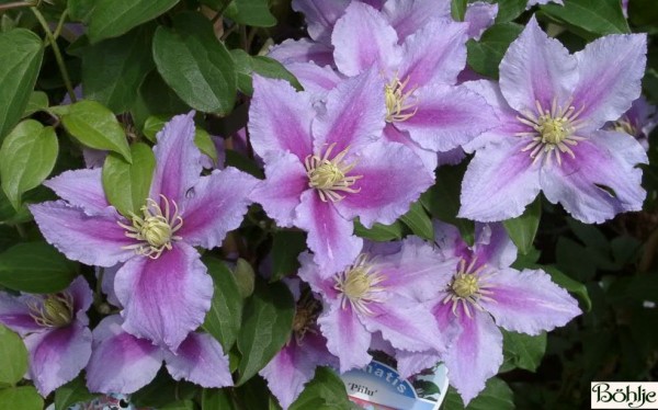 Clematis Hybride 'Piilu' 