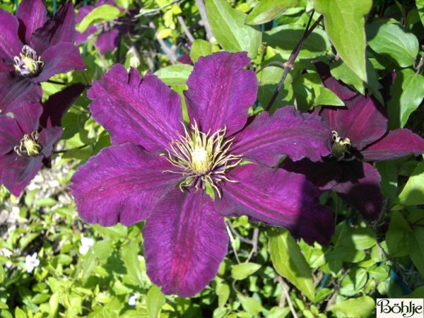 Clematis Hybride 'Rouge Cardinal'