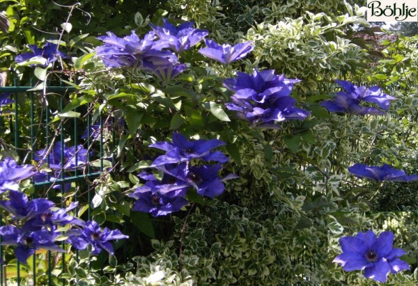 Clematis Hybride 'The President' 