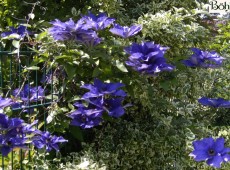 Clematis Hybride 'The President' 