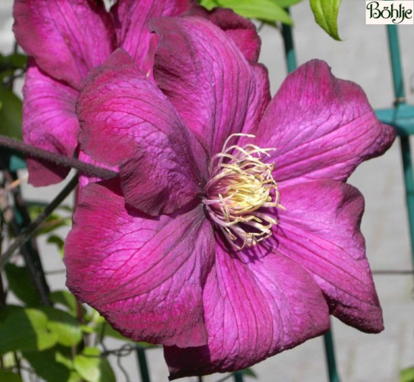 Clematis Hybride 'Ville de Lyon' 