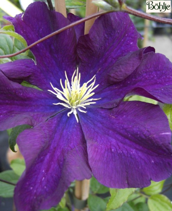 Clematis Hybride 'Warszawska Nike'