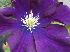 Clematis Hybride 'Warszawska Nike'