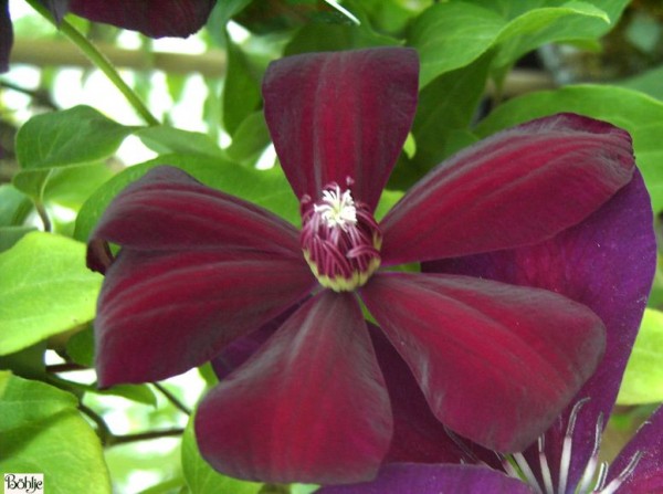 Clematis Hybride 'Westerplatte'