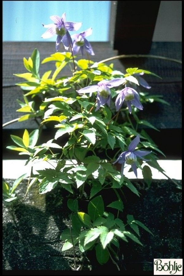 Clematis alpina