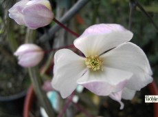 Clematis armandii 'Apple Blossom'