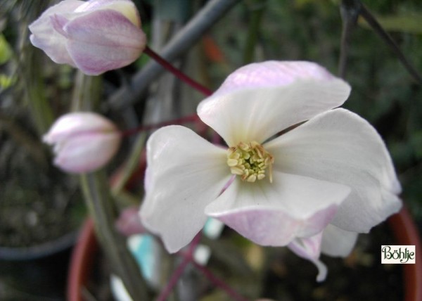 Clematis armandii 'Apple Blossom'