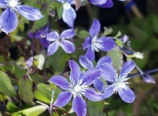 Clematis integrifolia 'Arabella'