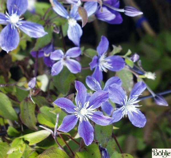 Clematis integrifolia 'Arabella'