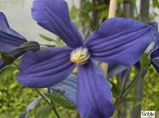 Clematis integrifolia 'Durandii'