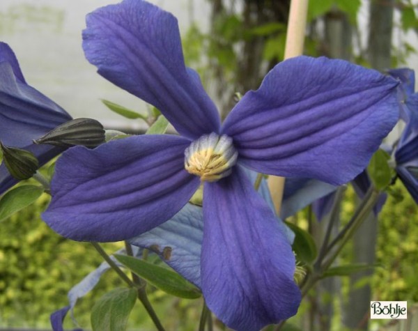 Clematis integrifolia 'Durandii'