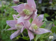 Clematis macropetala 'Markham's Pink'