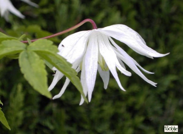 Clematis macropetala 'White Swan'