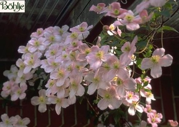 Clematis montana 'Mayleen'