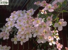 Clematis montana 'Mayleen'