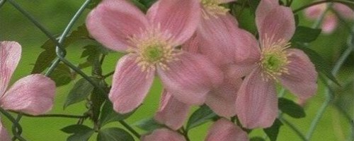 Clematis Wildarten (Waldrebe)