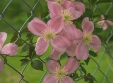 Clematis montana 'Tetrarosa'